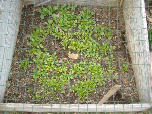 spinach in cold frame 4/10/13
