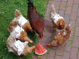 Chickens with watermelon  7/1/13