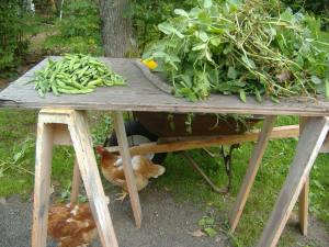 potting shed table, sorting peas with the ladies helping  6/30/13