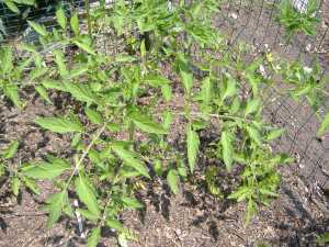 tomato plant  6/23/13